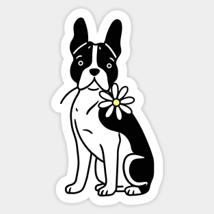 Boston Terrier Sticker